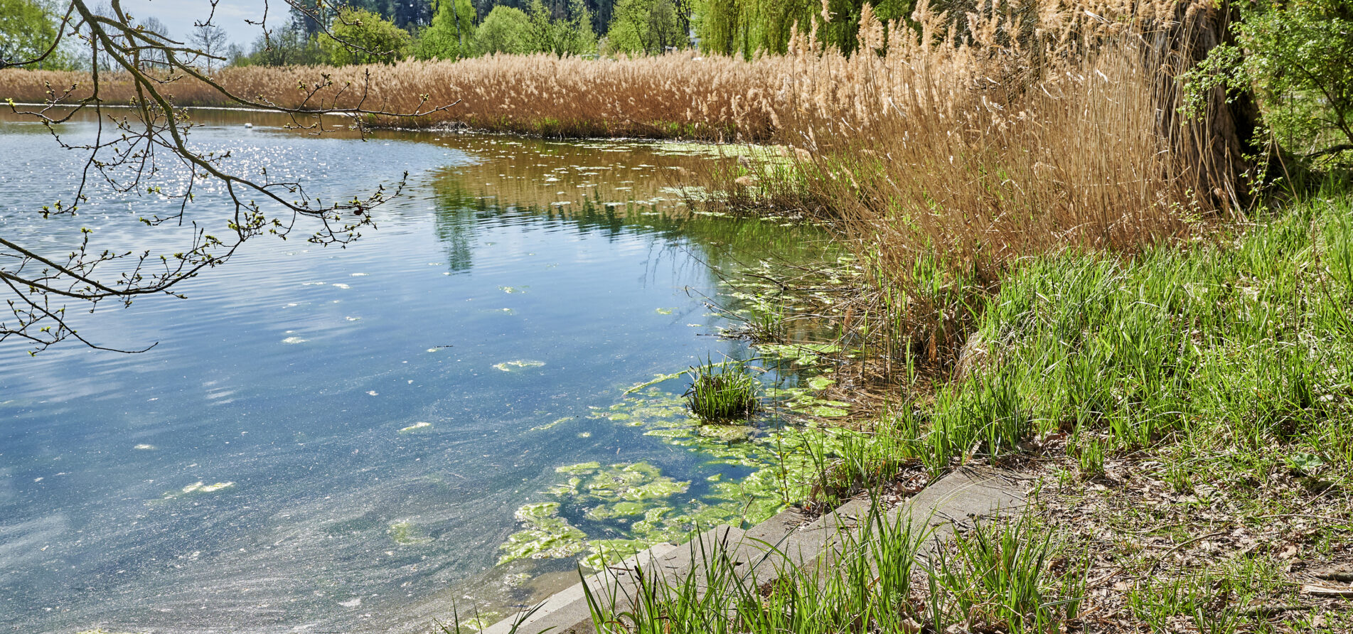 2021 Naturpark Steigerwald Weiher Fruehjahr